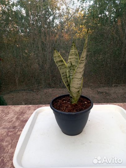 Сортовые сансевиерии