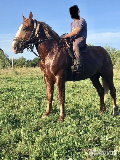 Лошадь жеребец