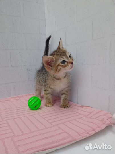 Малышка ищет дом и семью