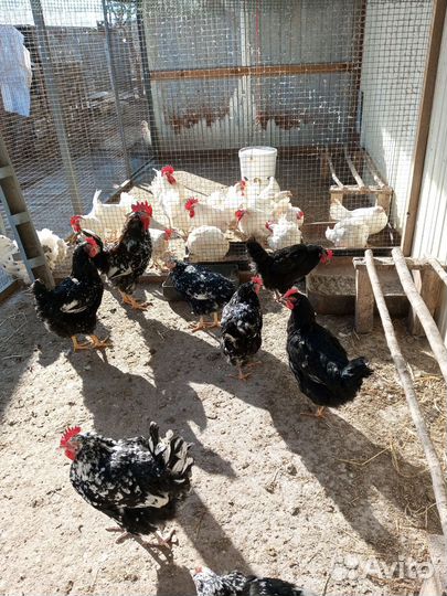 Инкубационное яйцо, цыплята