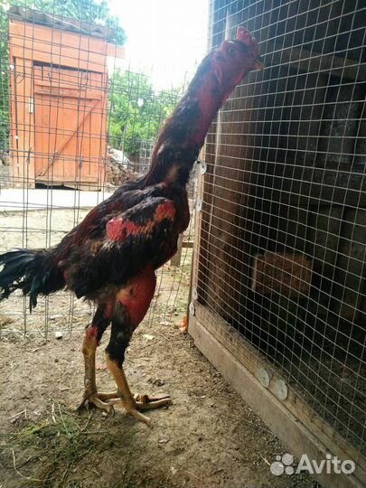 Бойцовые петухи