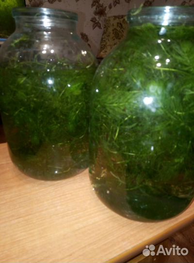 Роголистник в аквариум