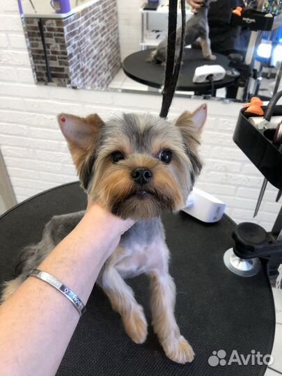 Грумер. Стрижка собак