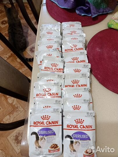 Влажный корм для кошек royal canin sterilised
