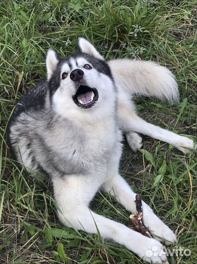 Потерялся хаски