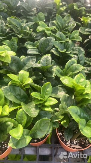 Замиокулькас Dwarf Тайланд