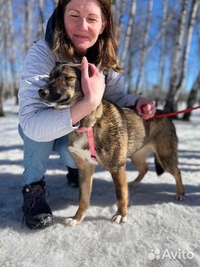 Ласковая собака грустит в приюте
