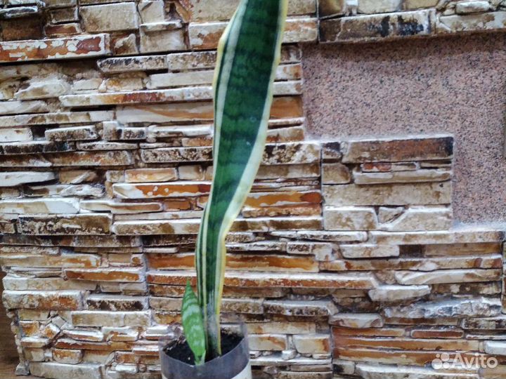 Щучий хвост