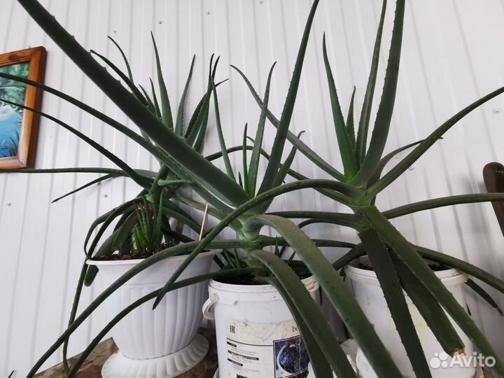 Алоэ Вера растение пятилетнее, 3 и 1 год