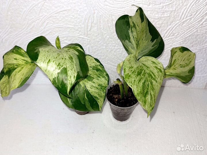 Эпипремнумы