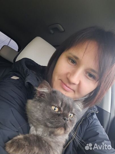 Персидский кот вязка