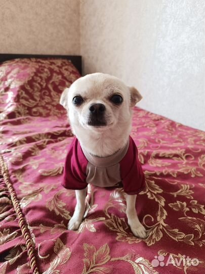 Пошив одежды для собак