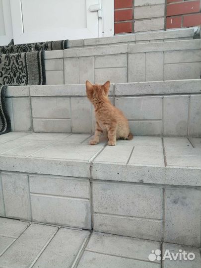 Кошки в добрые руки бесплатно