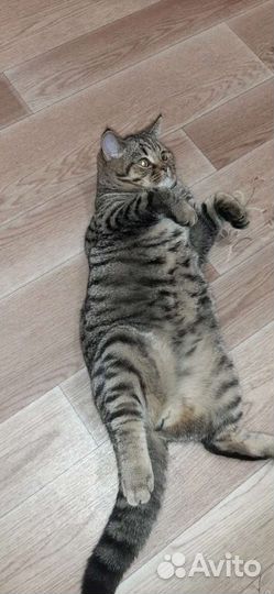 Кот вязка