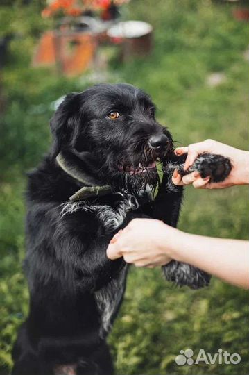 Верный пёс в добрые руки собака