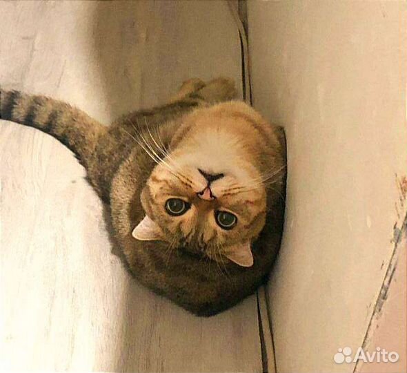 Вязка Шотландский вислоухий кот