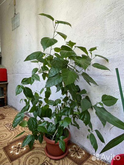 Китайская роза