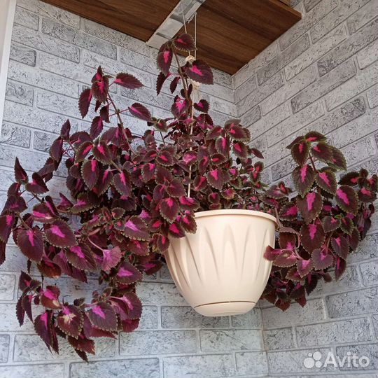 Декоративно лиственный домашний цветок, Колеус