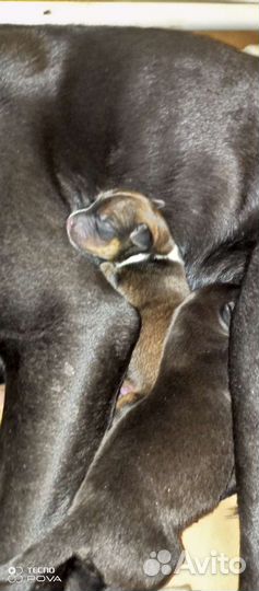 Американский стаффордширский терьер помесь