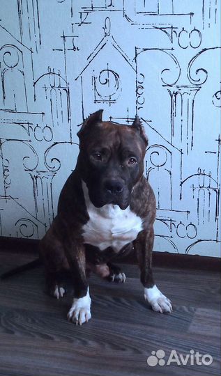 Стаффордширский терьер