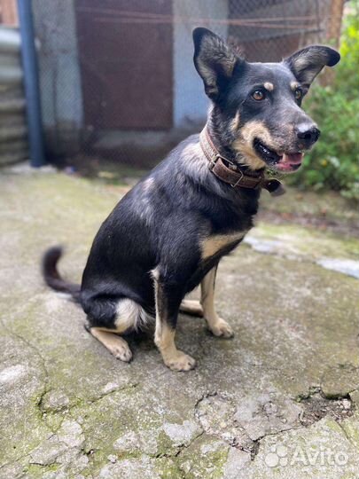 Собака в добрые руки