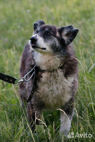 Бархатная Фема, милейшее создание. Лесной приют
