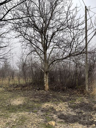 Участок 8,2 сот. (СНТ, ДНП)