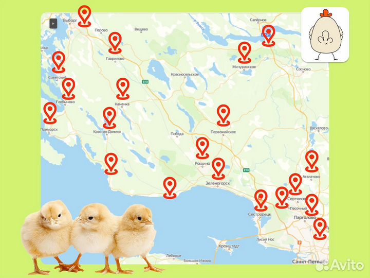 Суточные цыплята бройлеры с доставкой