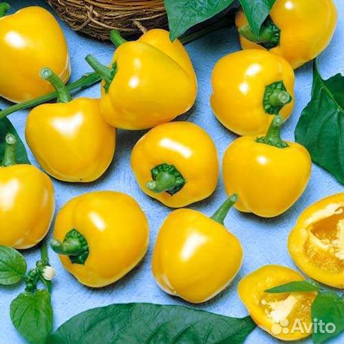 Семена острого перчика 1 часть