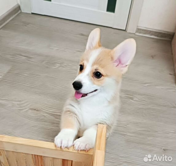 Вельш-корги пемброк