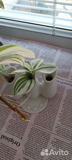 Традесканция кудрявая