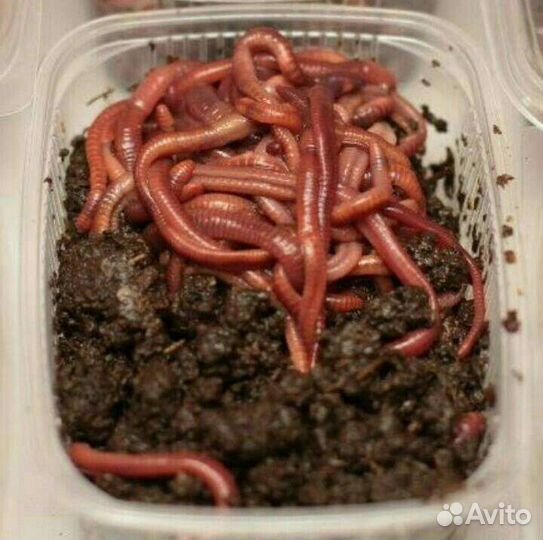 Червь калифорнийский