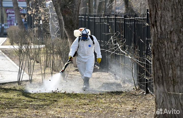 Уничтожение клопов тараканов грызунов блох плесени