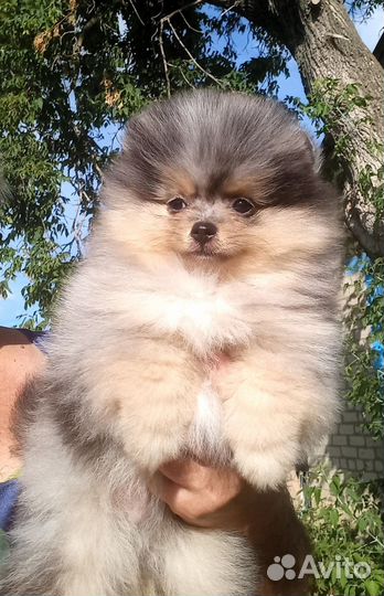 Щенки шпица