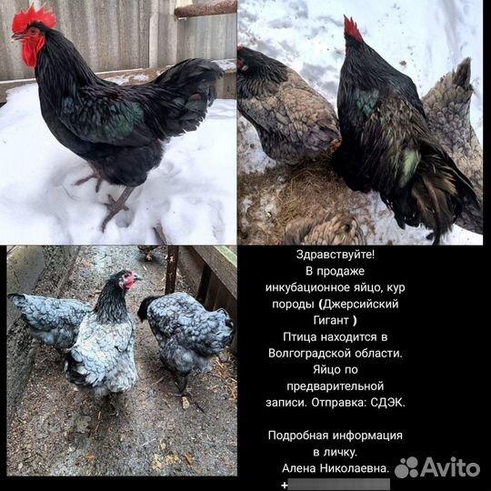 Цыплята, инкубационное яйцо пород