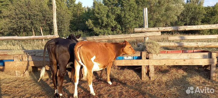 Крс,мрс,кролики,павлин