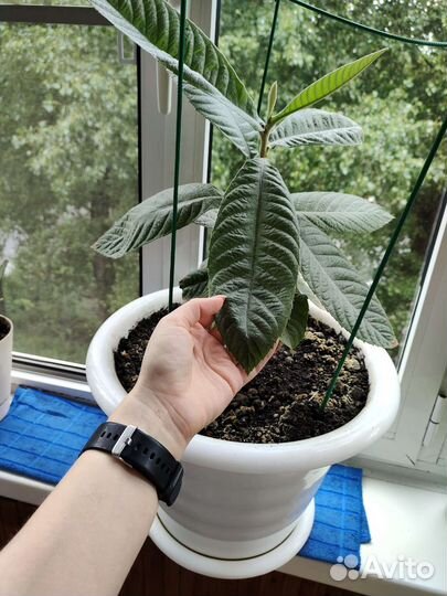 Дерево японская мушмула