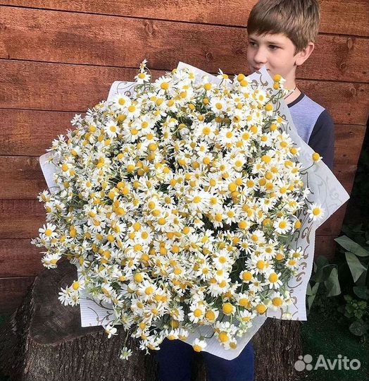 Цветы ромашки