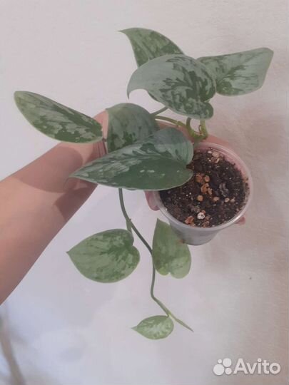 Сциндапсус марб квин неон мунлайт