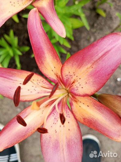 Садовые цветы