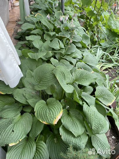 Хоста до 50см высотой и 1м в диаметре