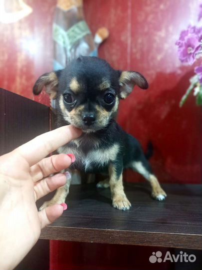 Много чихуахуа