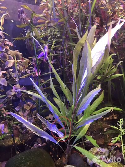 Аквариумные креветки