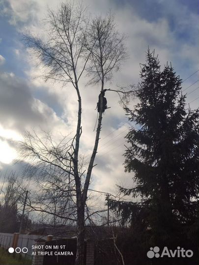 Спил деревьев