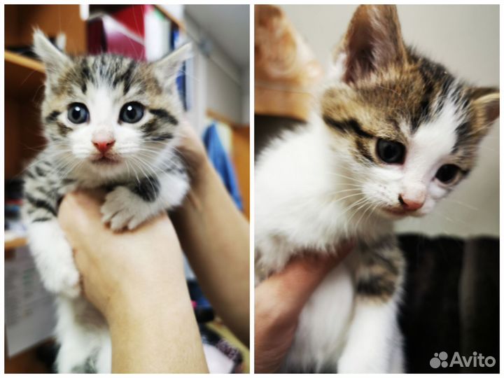 Отдам в добрые руки