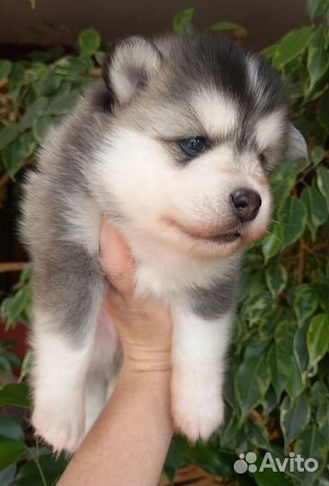 Помски мальчик флаффи