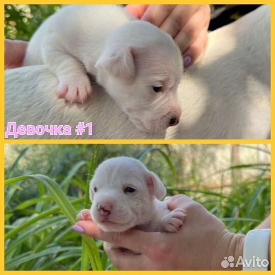 Щенки джек рассел терьер гладкошерстный