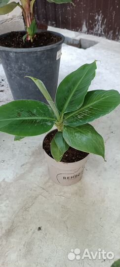 Лимонное дерево