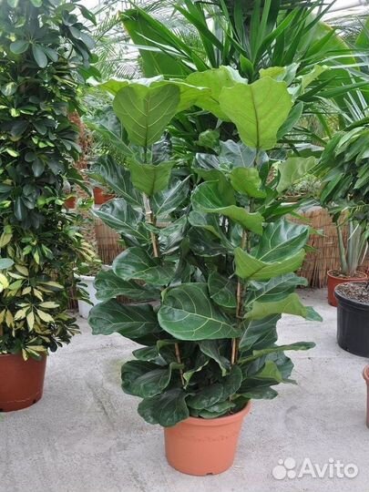 Фикус лирата 180см 3рр