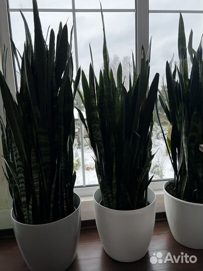 Сансевиерия сортовая